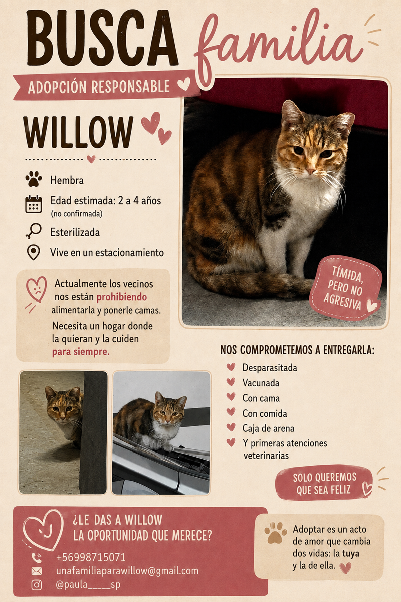 Foto de Willow, gato en adopción en Ñuñoa