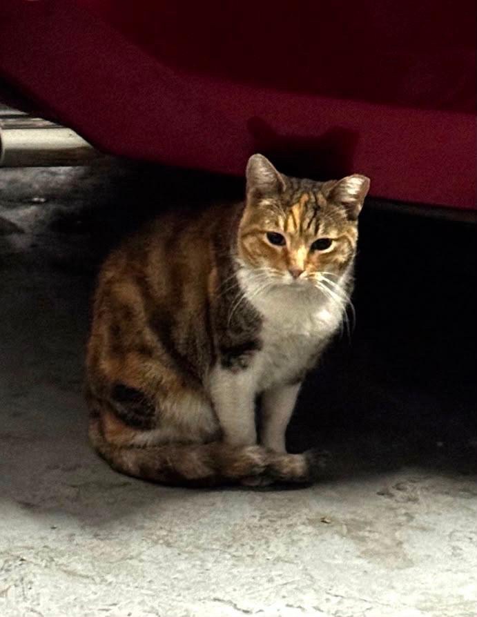 Foto de Willow
