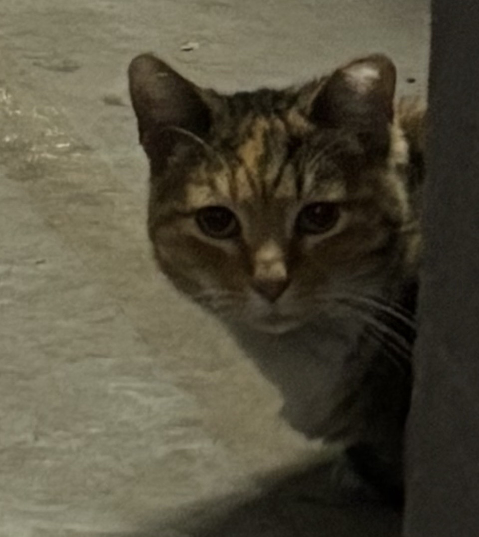 Foto de Willow