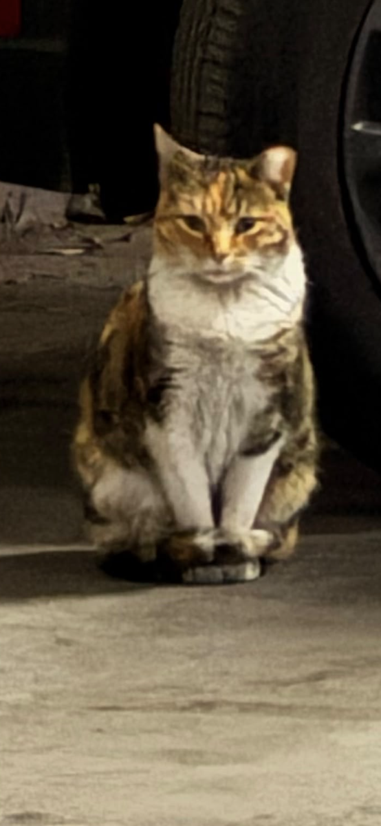 Foto de Willow