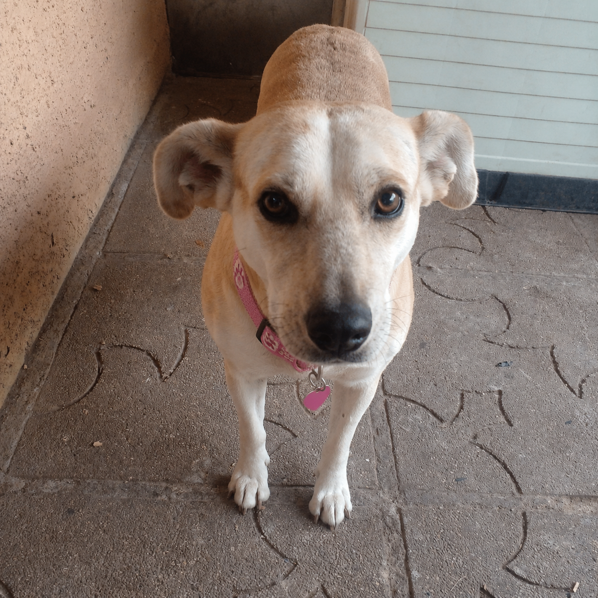 Foto de Blanqui, perro en adopción en Puente Alto