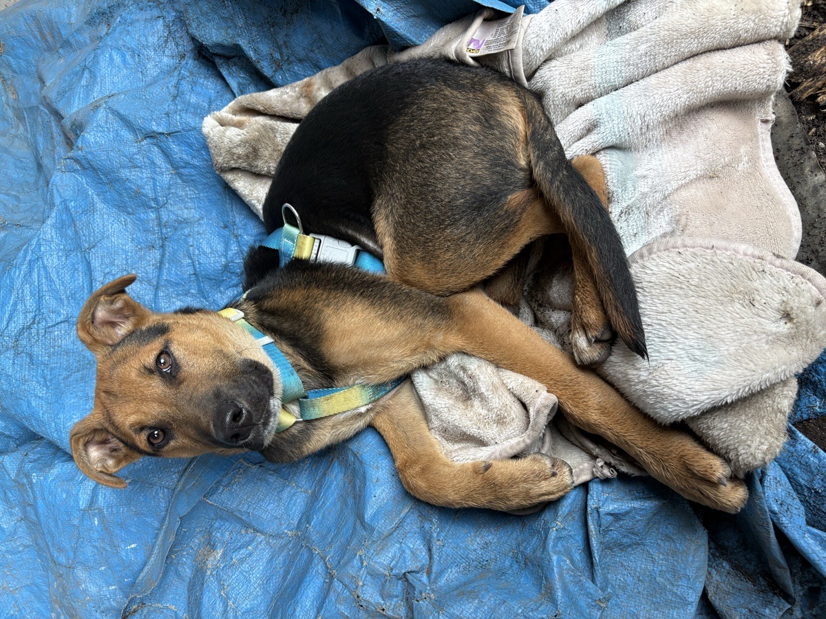Foto de Perrito, perro en adopción en Coronel