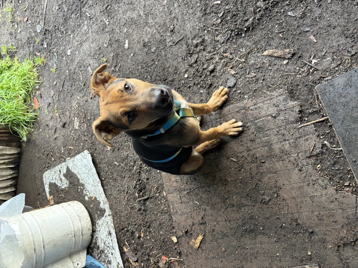 Foto de Perrito
