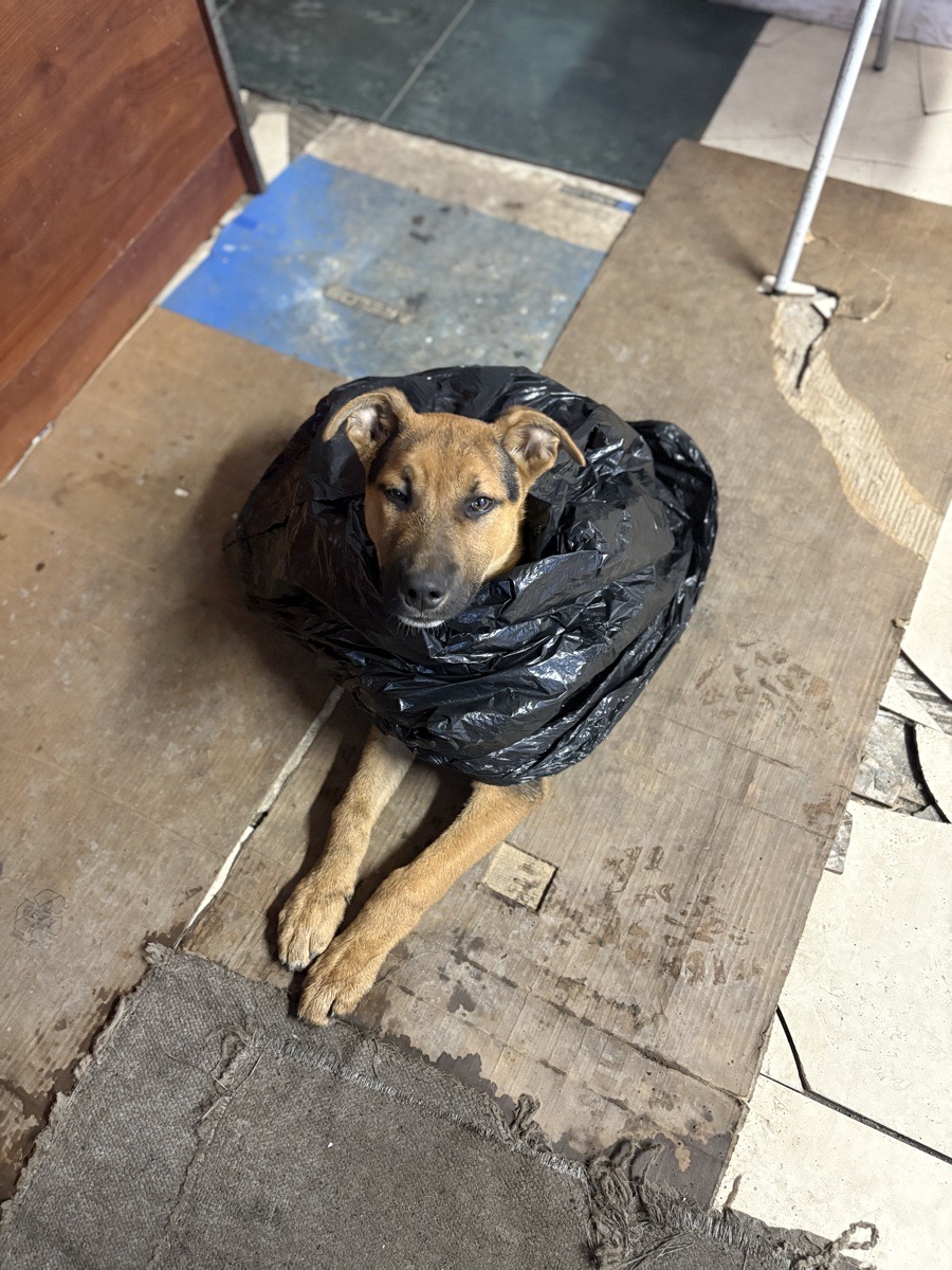 Foto de Perrito