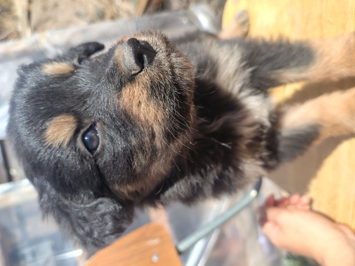 Foto de Perritos