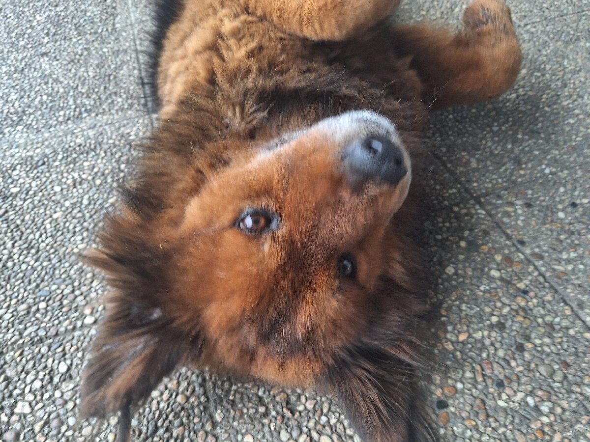 Foto de Oso