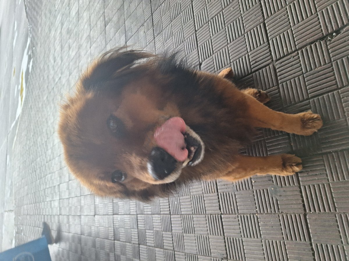 Foto de Oso