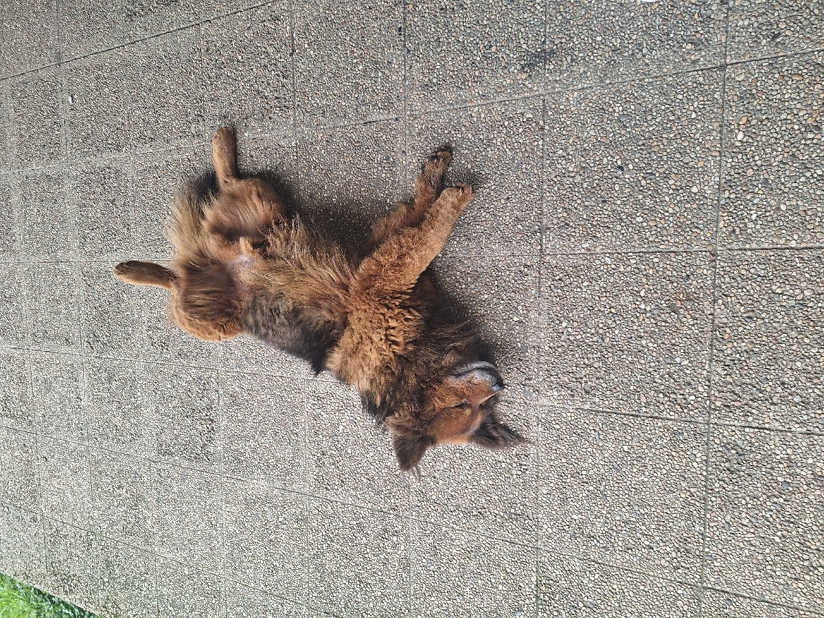Foto de Oso