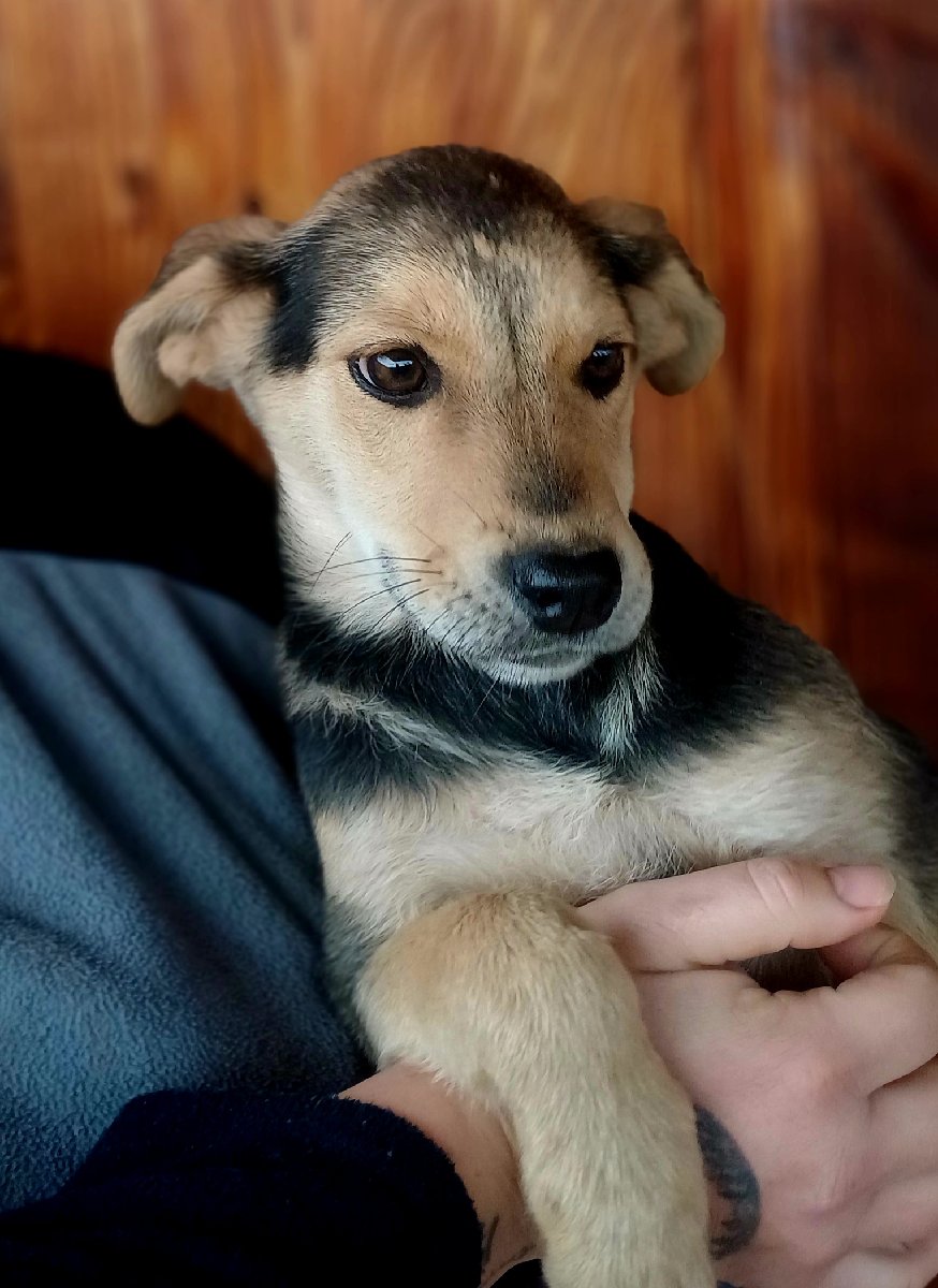 Foto de Perrito