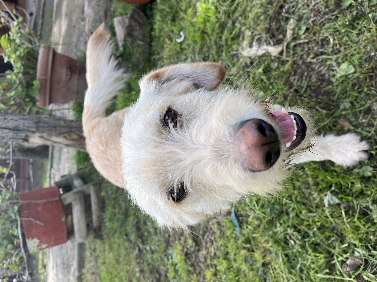 Foto de Bigote