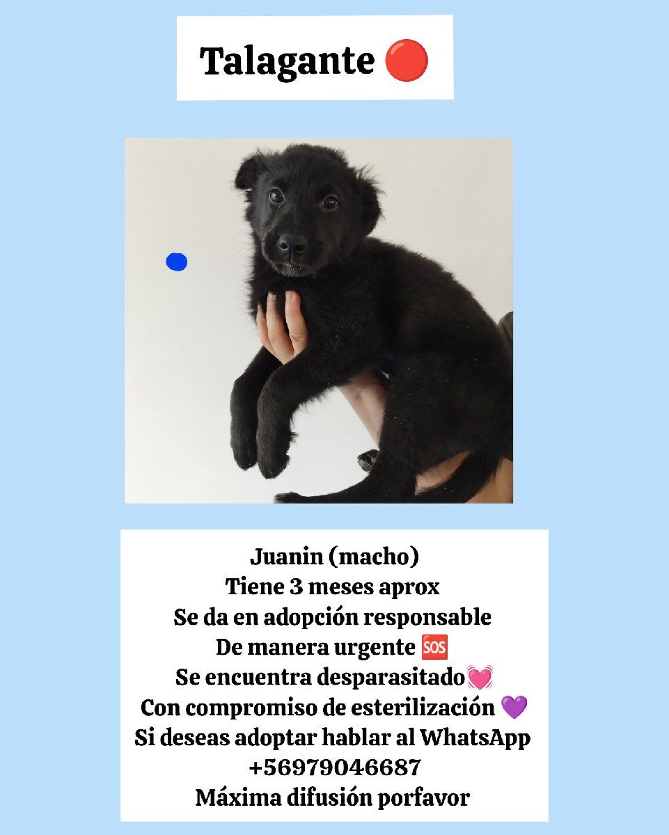 Foto de Perrito