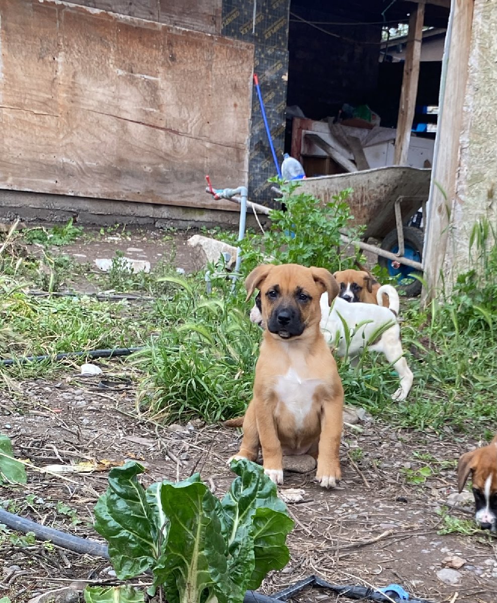 Foto de Emilia, perro en adopción en Talagante