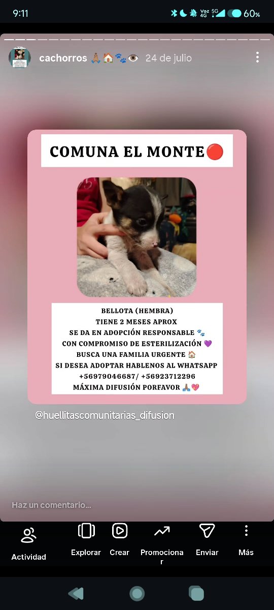 Foto de Bellota y sus hermanitos buscan una familia urgente 🔴