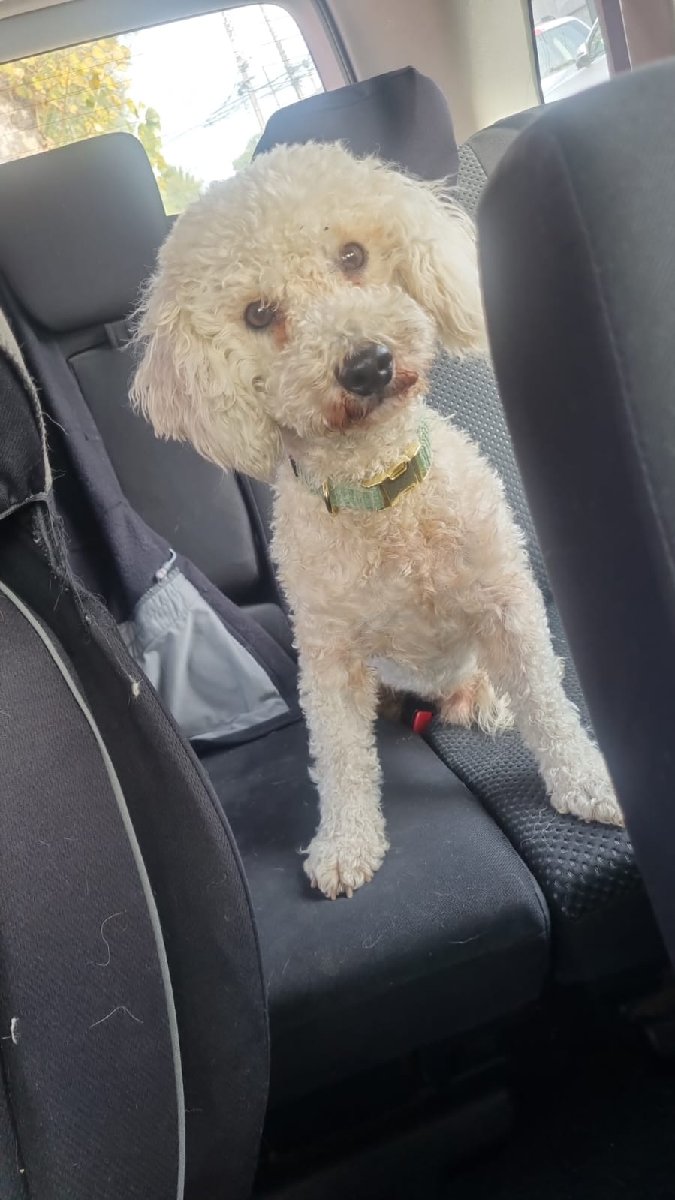 Foto de Joshe, perro en adopción en Villa Alemana