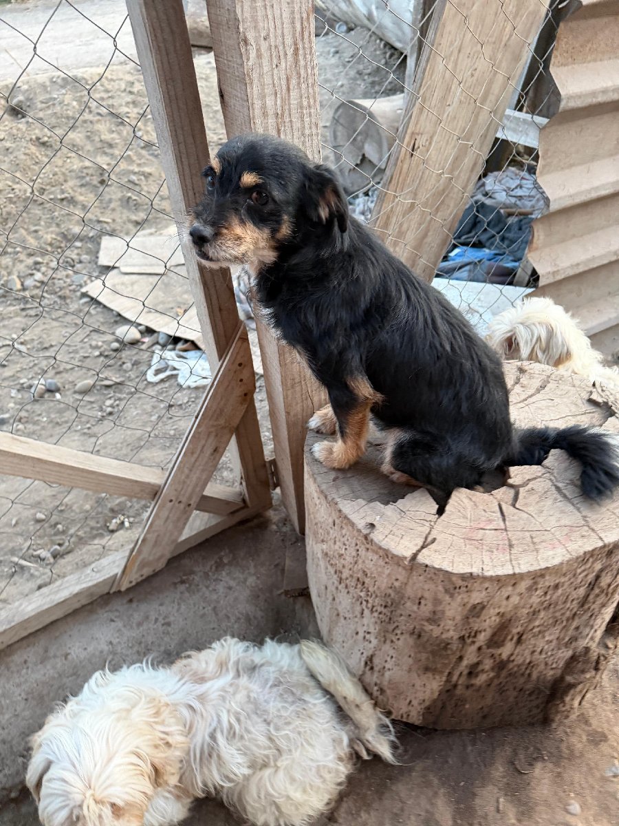 Foto de Cejitas, perro en adopción
