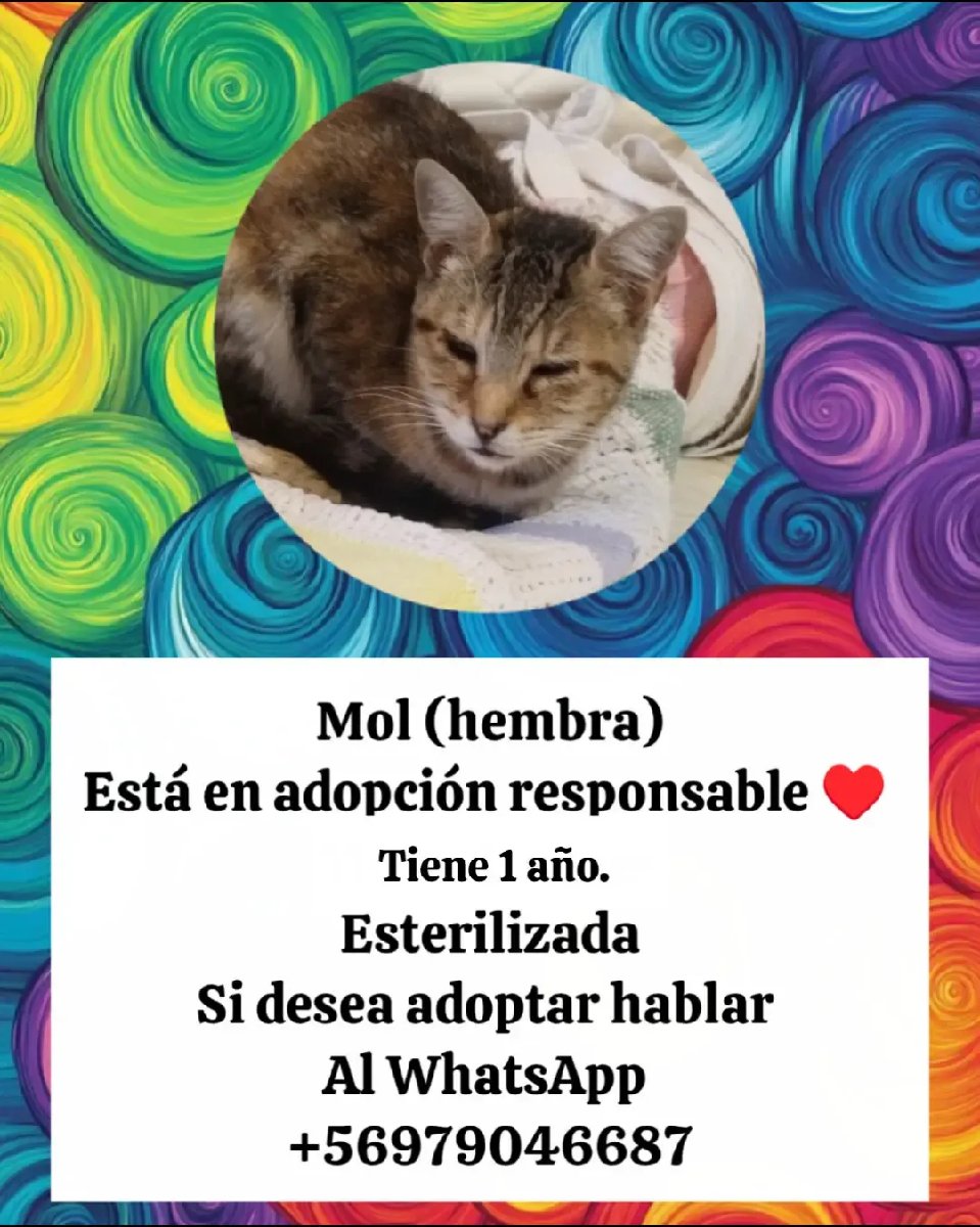 Foto de Gatito