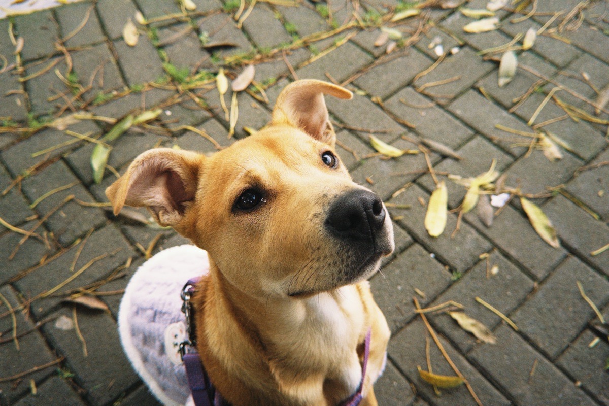 Foto de Perrito, perro en adopción en Concepción