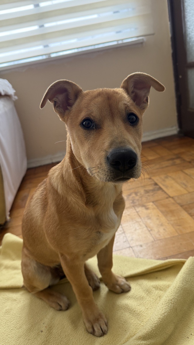 Foto de Perrito