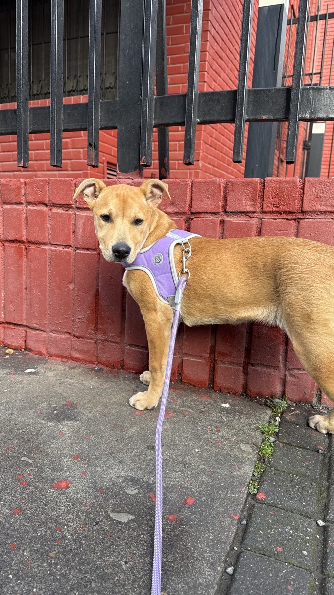 Foto de Perrito