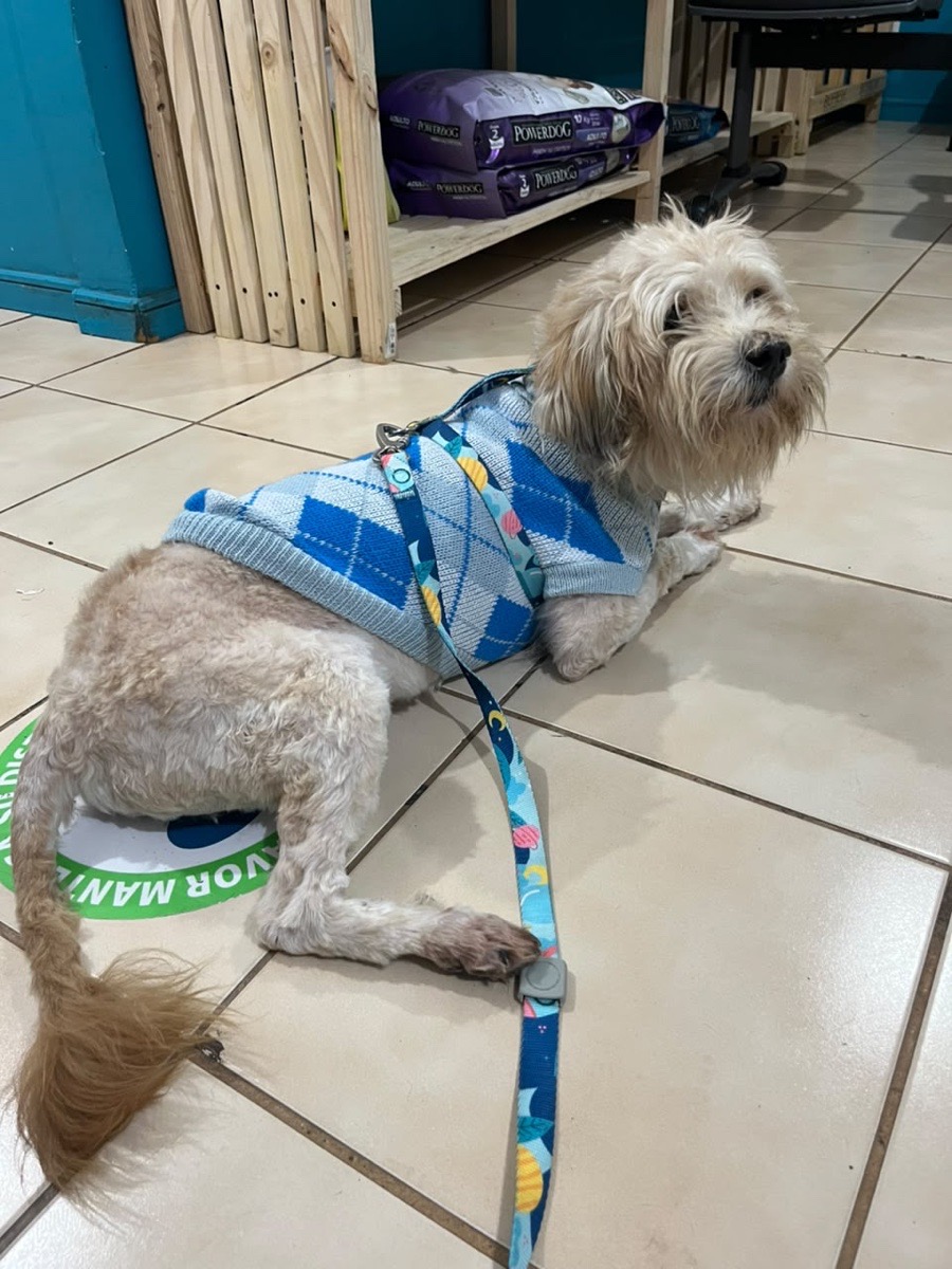 Foto de Perrito, perro en adopción en Rengo