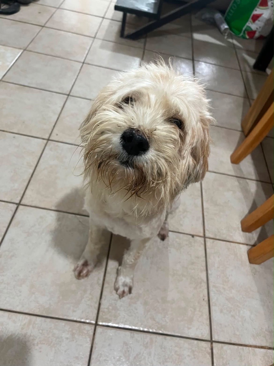 Foto de Perrito