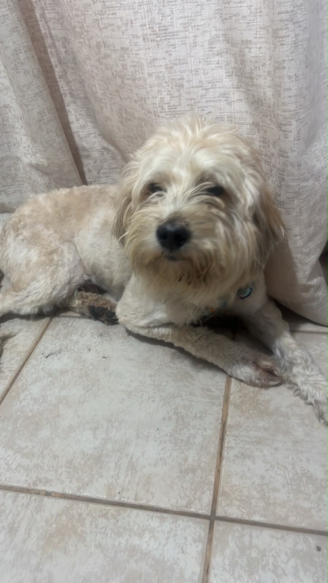 Foto de Perrito