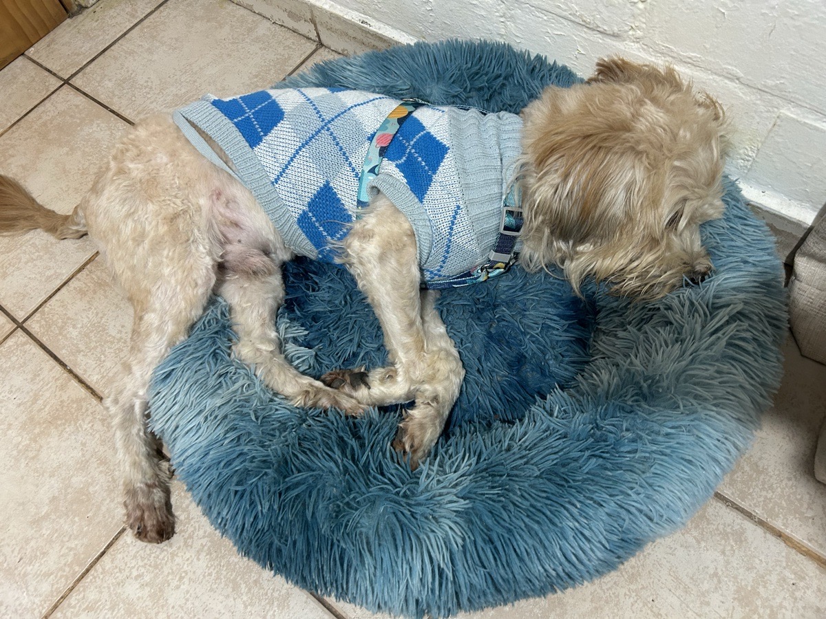 Foto de Perrito