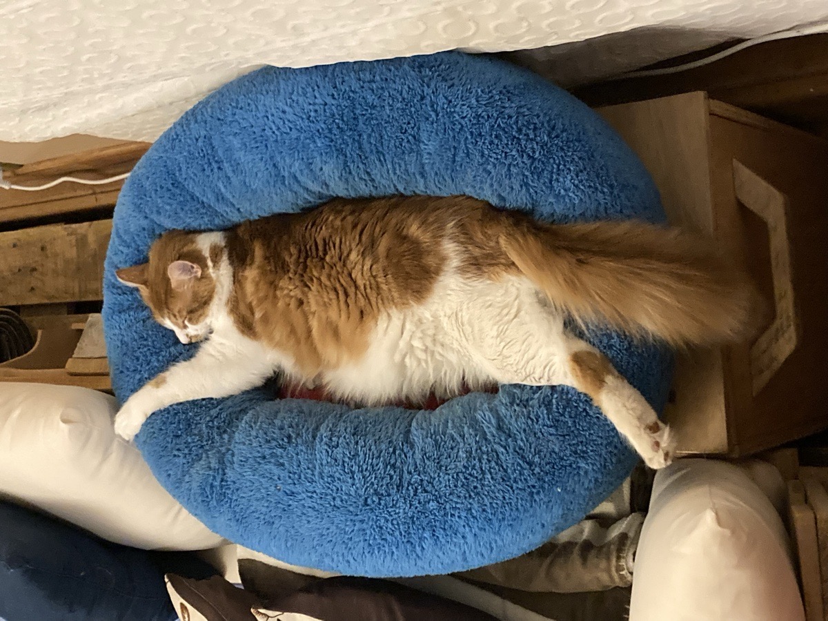 Foto de Vito, gato en adopción en Punta Arenas