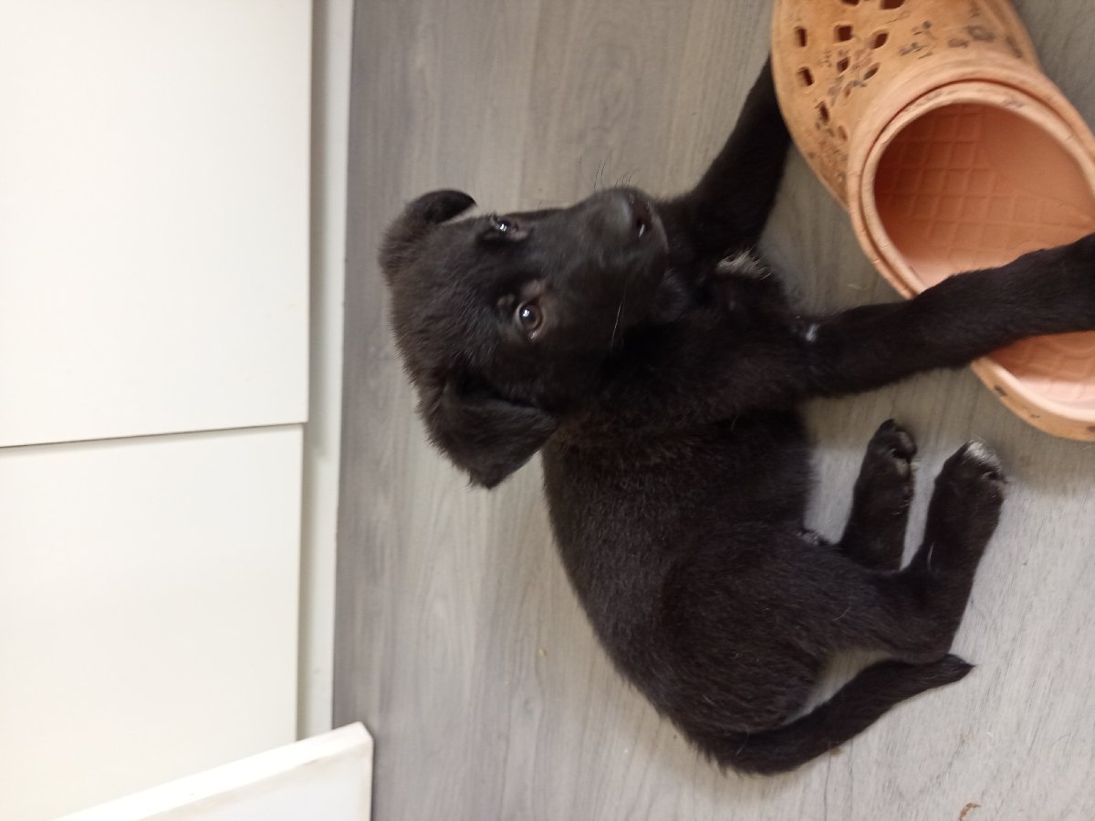 Foto de CARBONCITOS, perro en adopción en Melipilla