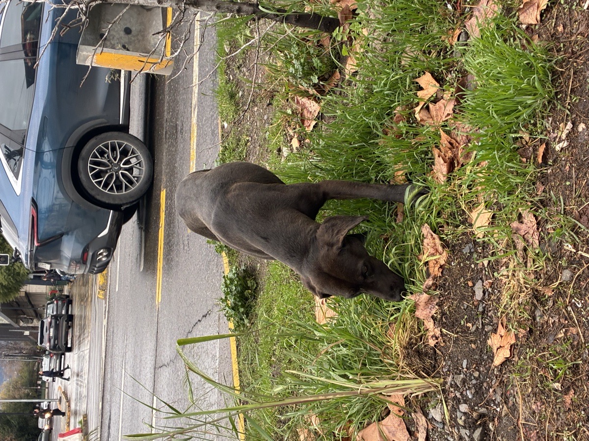 Foto de Perrito, perro en adopción en Ñuñoa