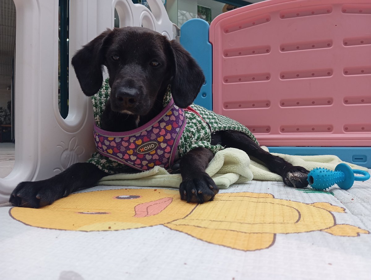 Foto de Perrito