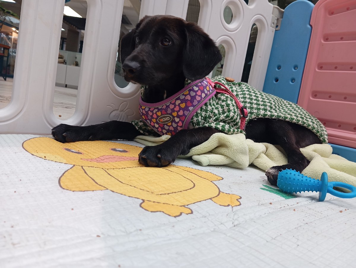 Foto de Perrito