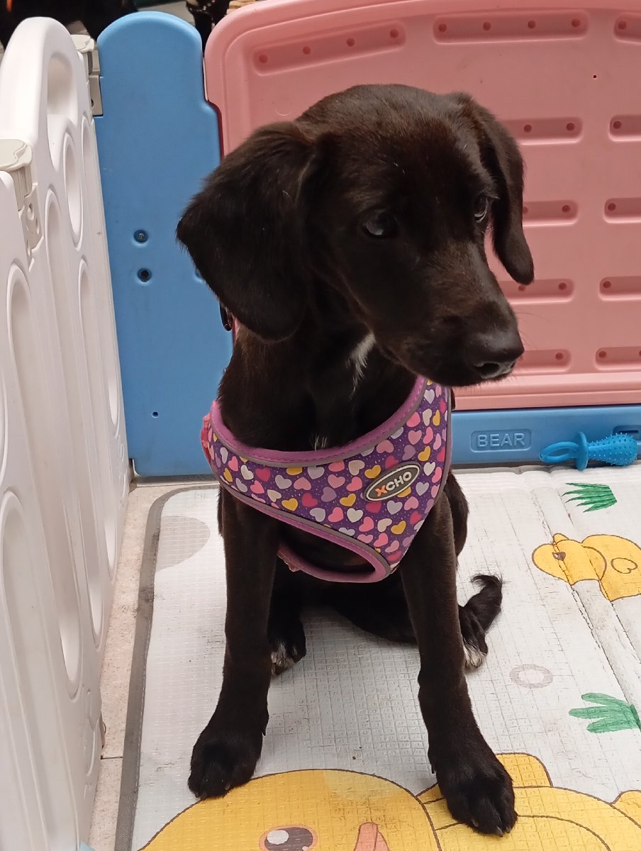 Foto de Perrito