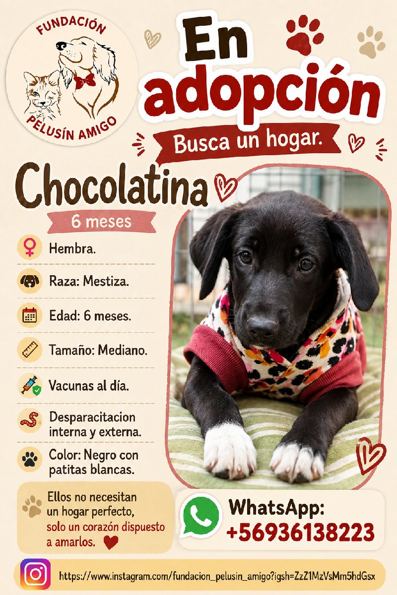Foto de Perrito