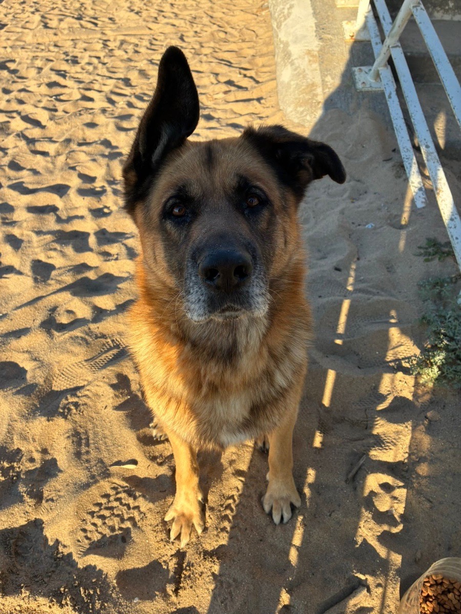 Foto de semental, perro en adopción en Chillán