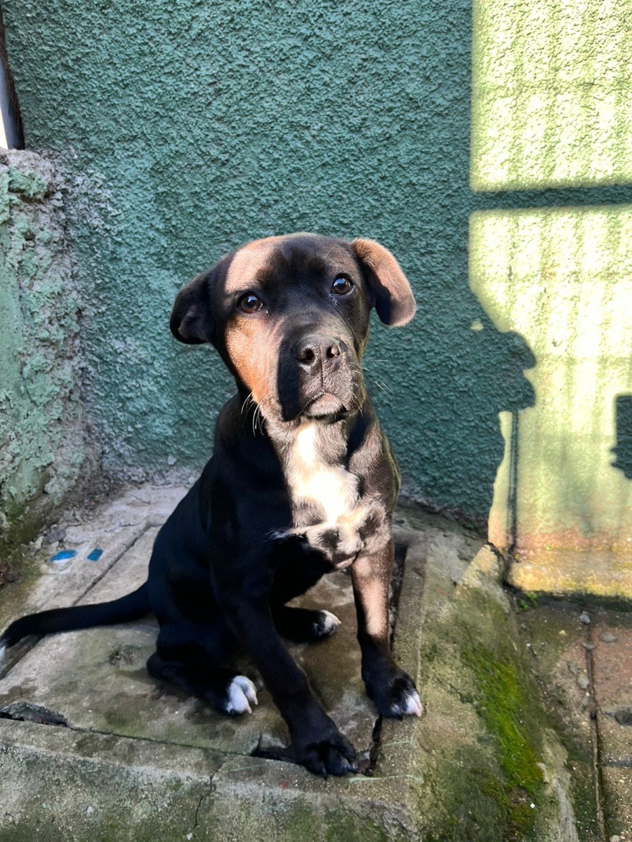 Foto de Perrito