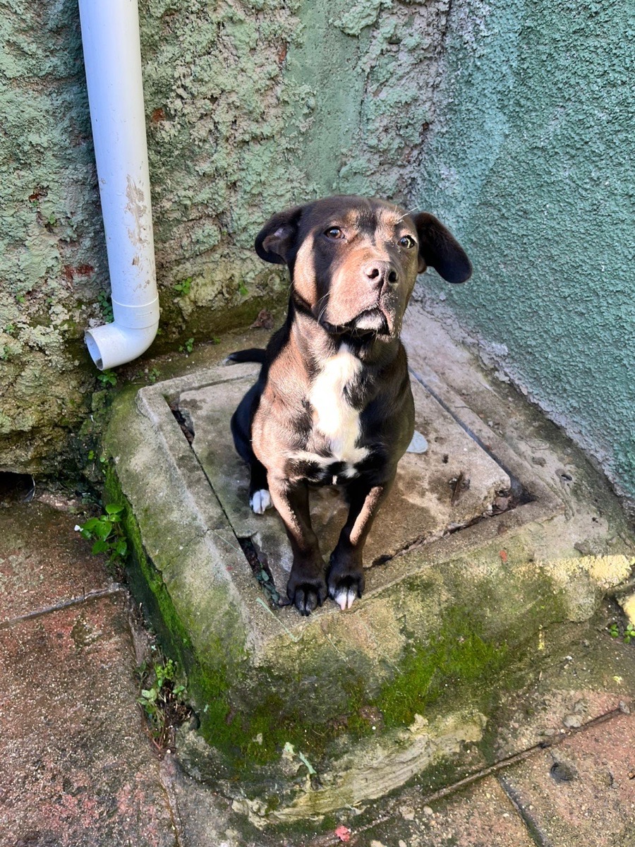 Foto de Perrito