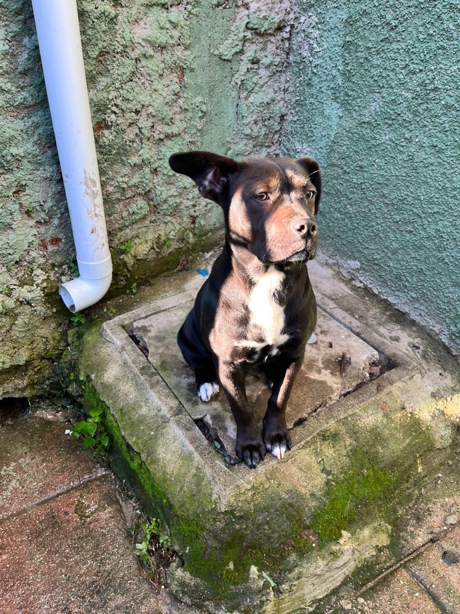 Foto de Perrito
