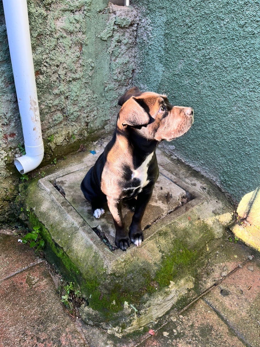 Foto de Perrito
