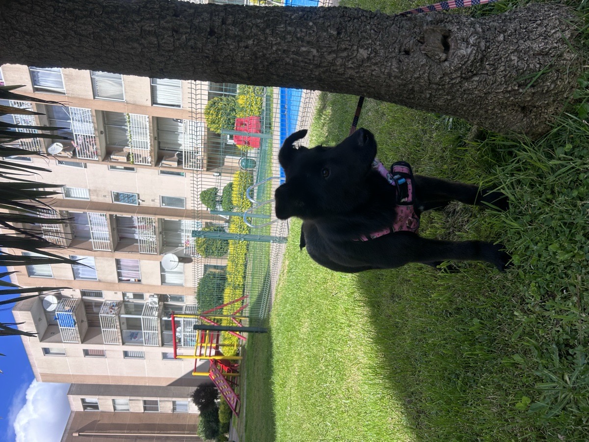 Foto de Perrito, perro en adopción en Talcahuano
