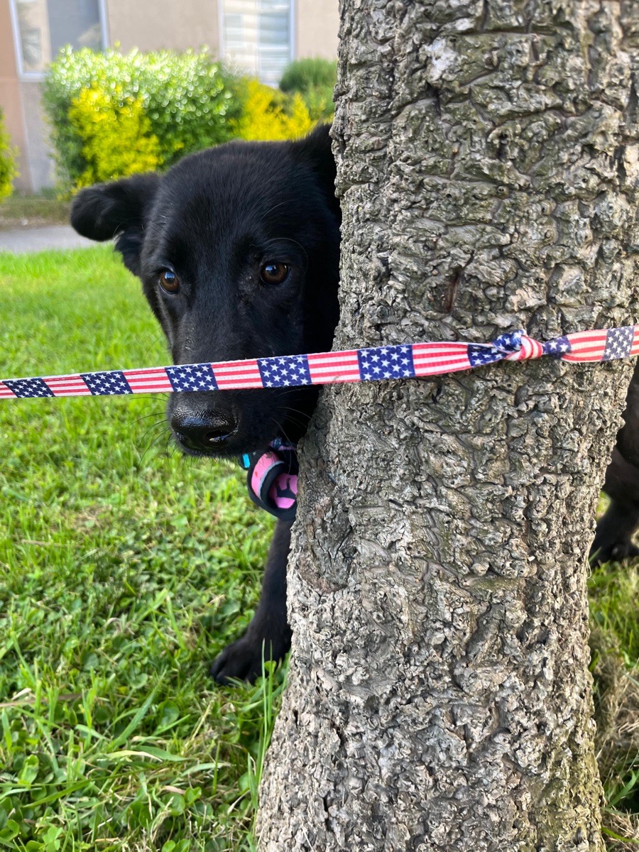 Foto de Perrito