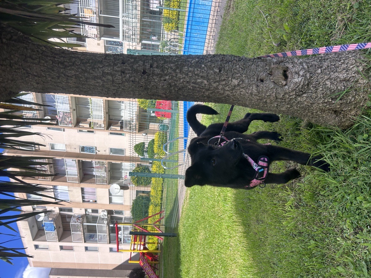 Foto de Perrito