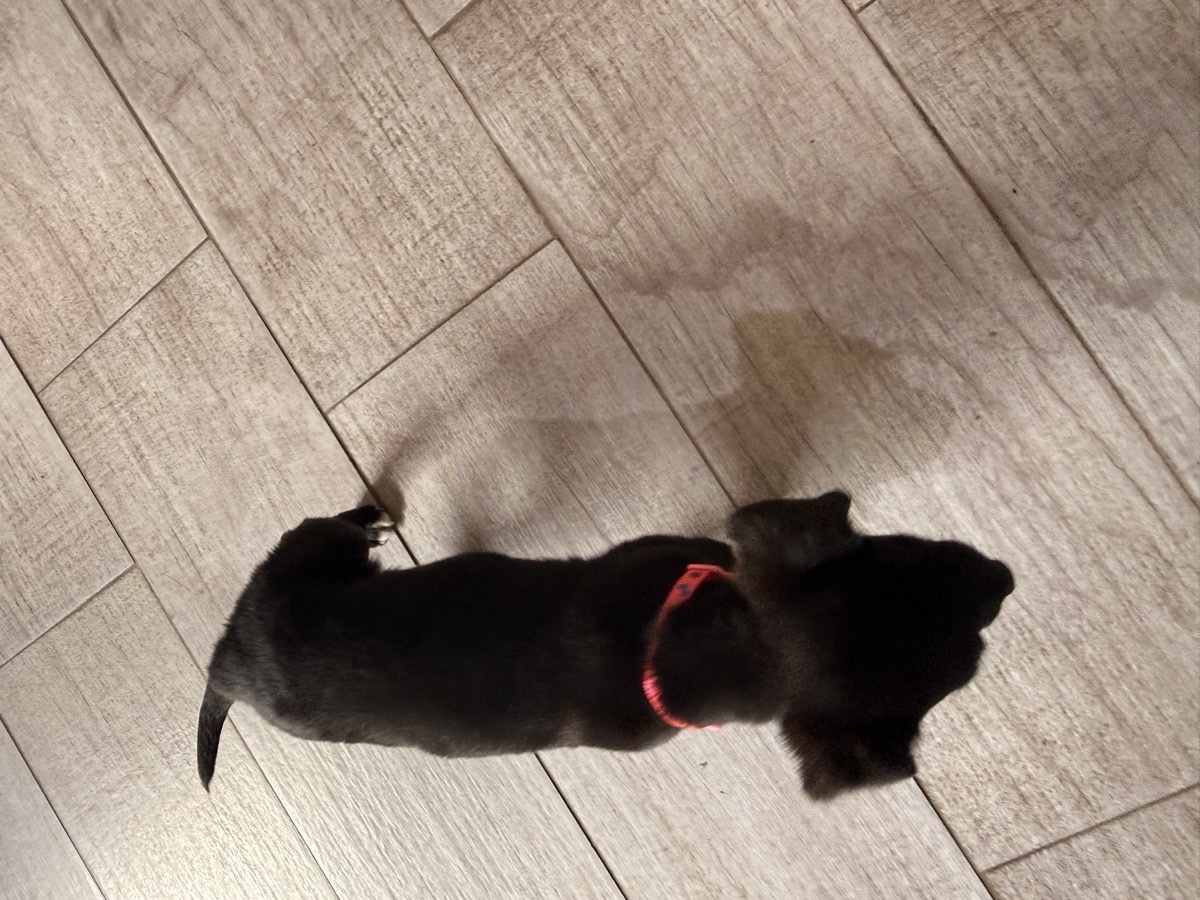 Foto de Zara