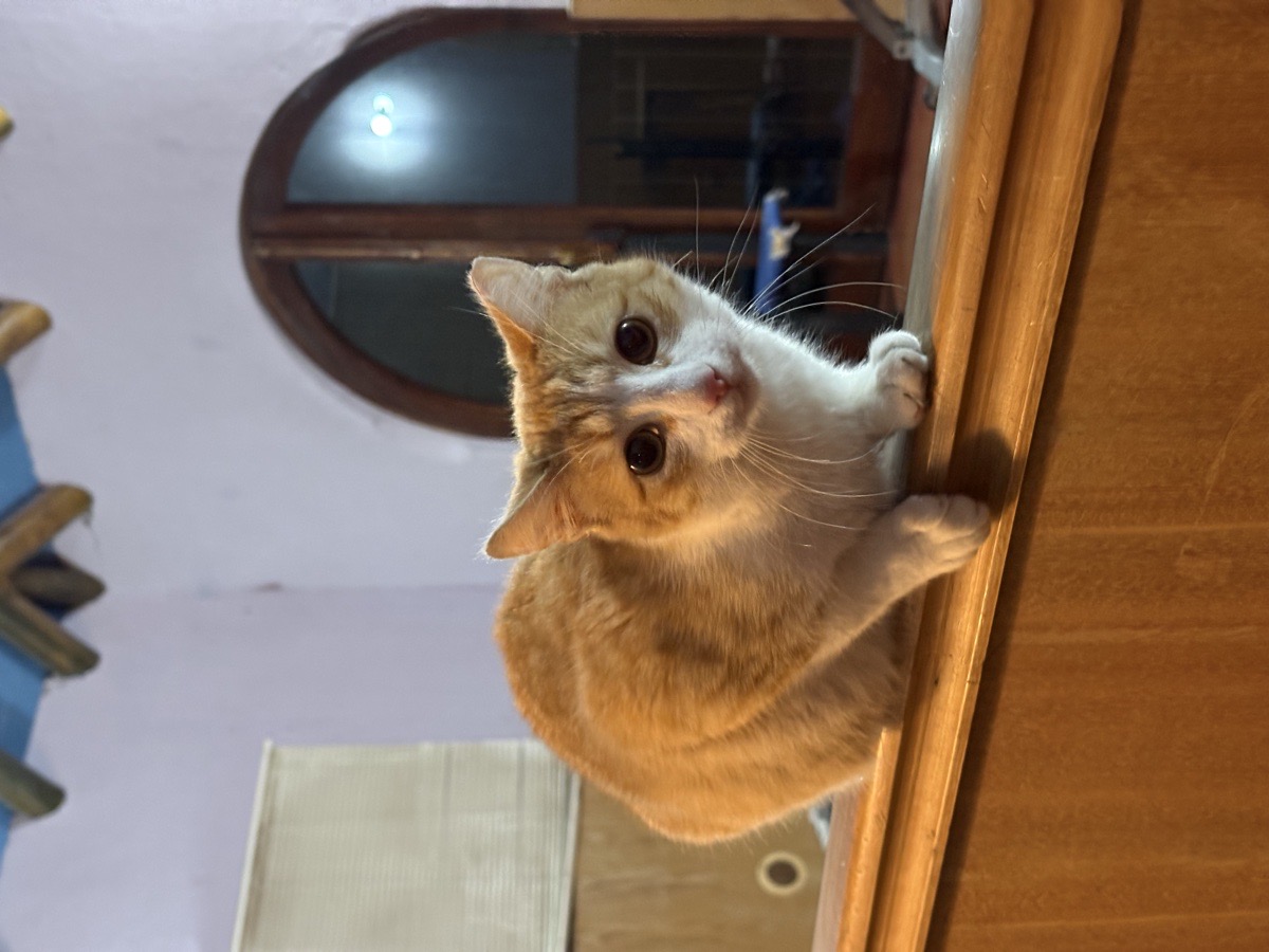 Foto de Gatito Macho, gato en adopción en Calera de Tango