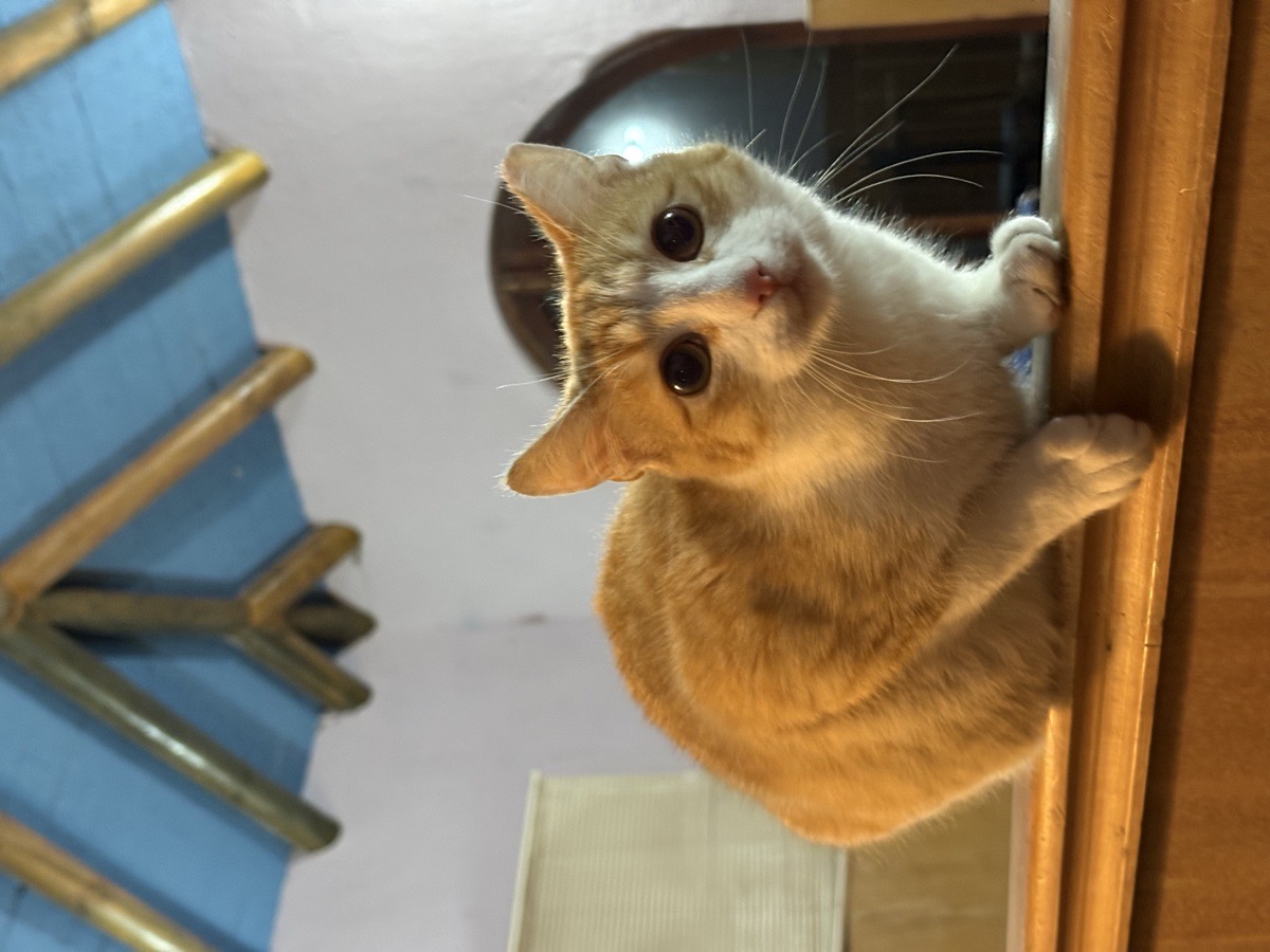 Foto de Gatito Macho