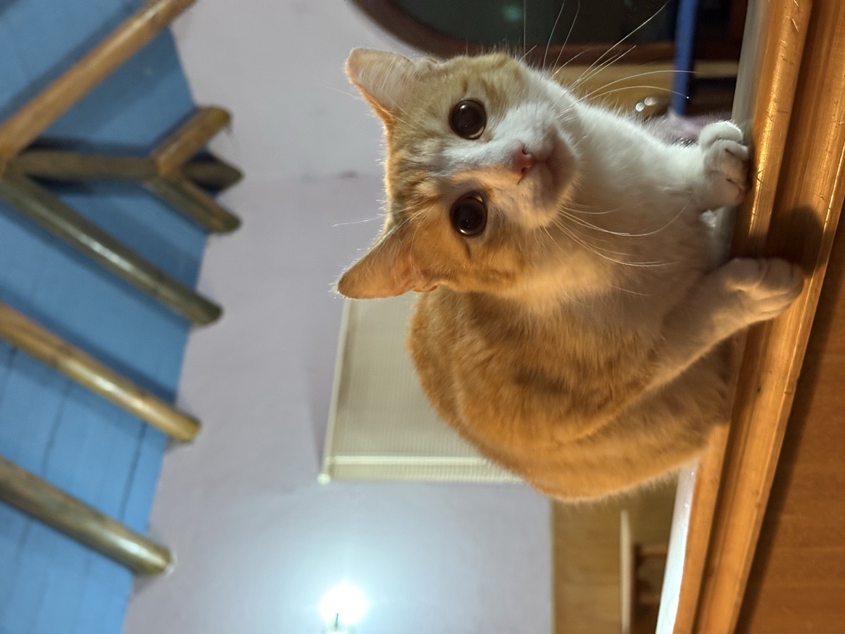 Foto de Gatito Macho
