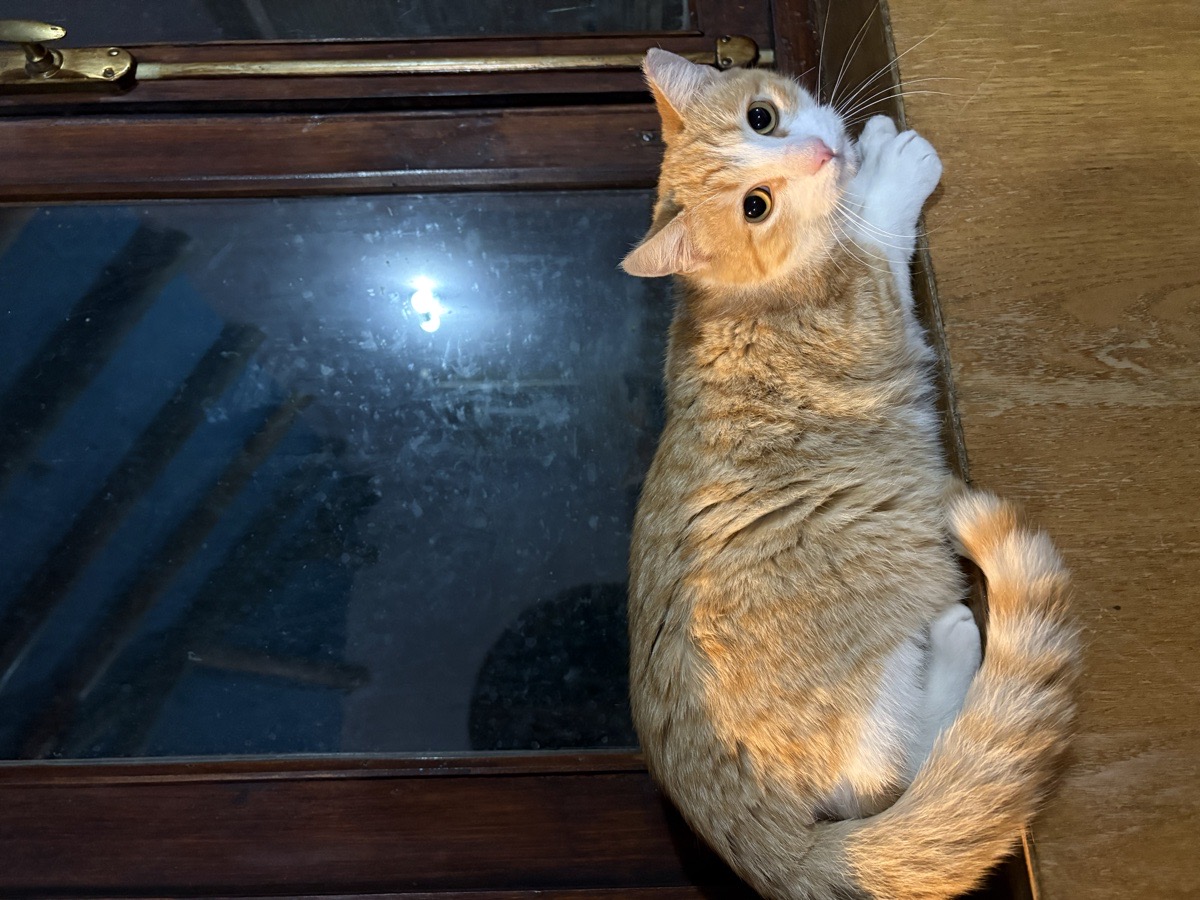 Foto de Gatito Macho