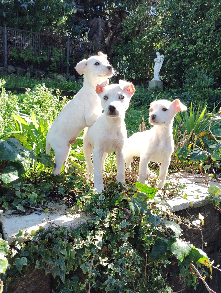 Foto de feñitas, perro en adopción en Santo Domingo