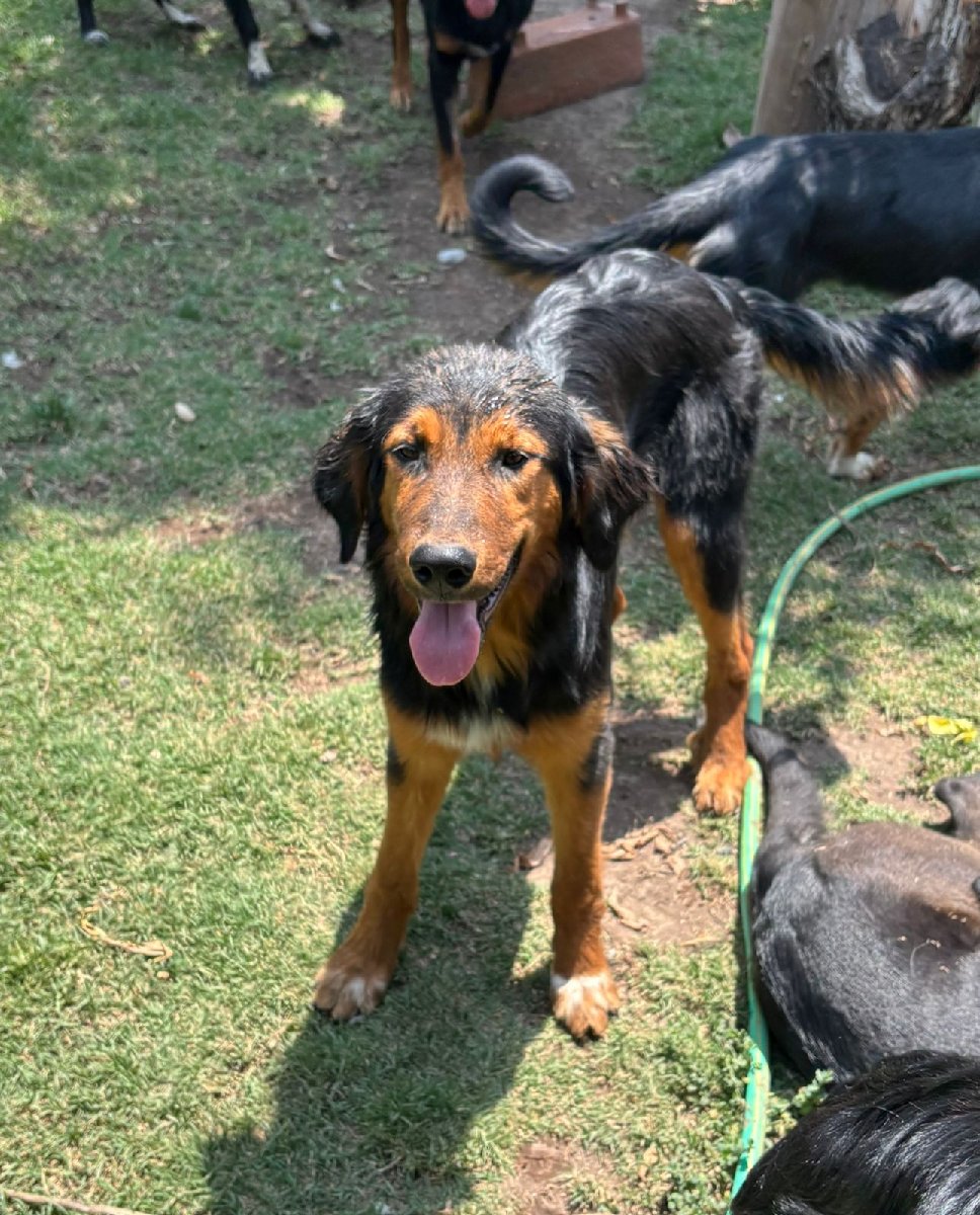 Foto de Maqui, perro en adopción