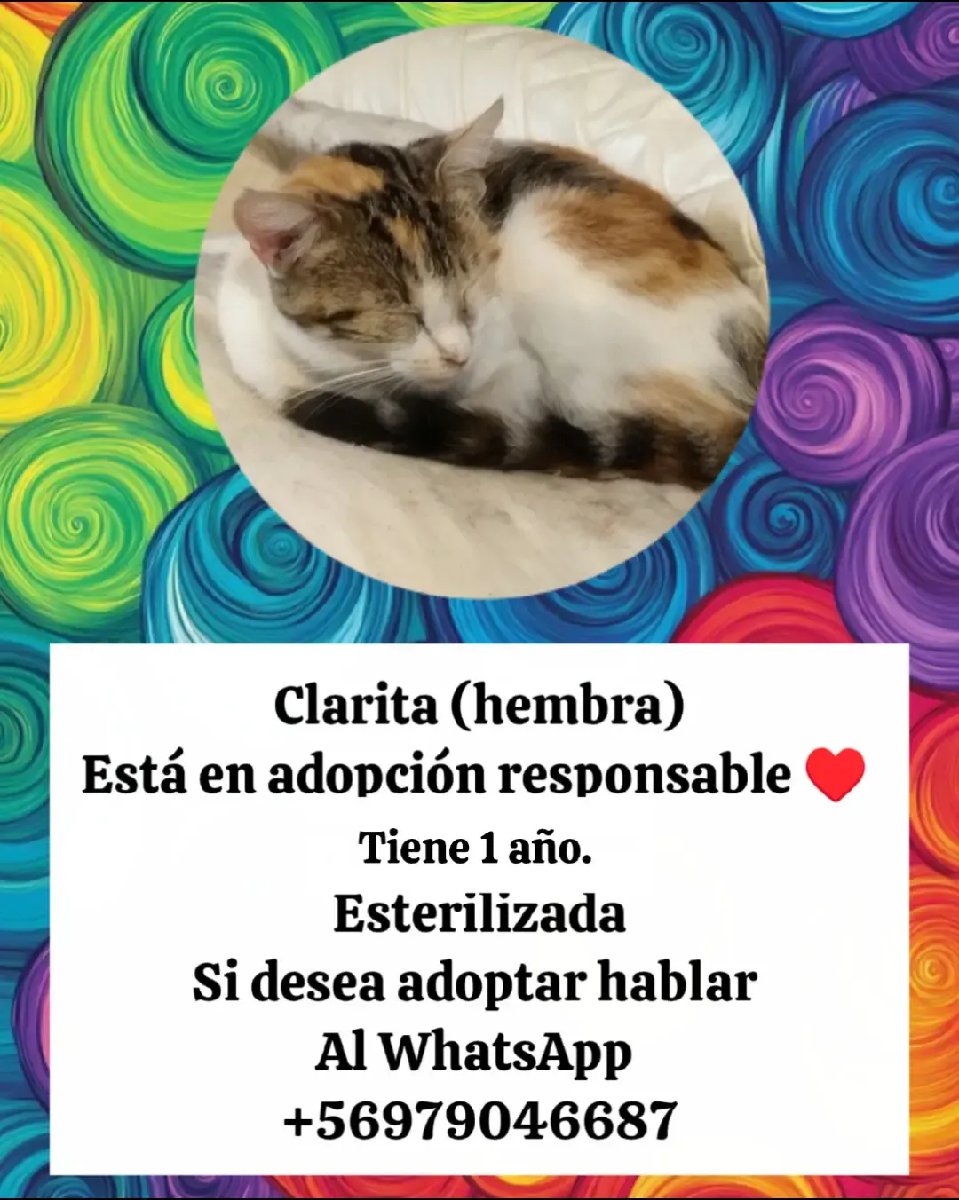 Foto de Gatito